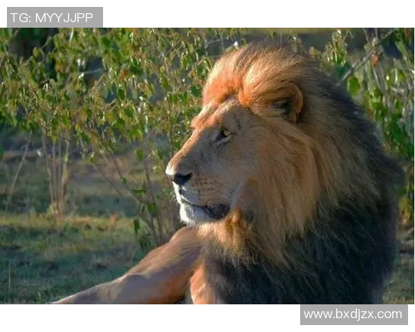 布琳狮子与东方狮子之争谁才是真正的狮子王者